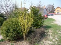 dvorska_panasonic_p1000052.jpg: 259k (2009-04-07 10:43)