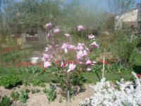 dvorska_panasonic_p1000081.jpg: 204k (2009-04-16 09:12)