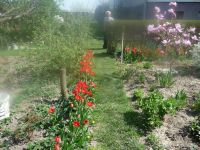 dvorska_panasonic_p1000083.jpg: 231k (2009-04-16 09:13)