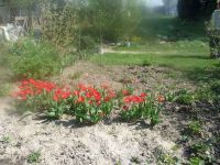 dvorska_panasonic_p1000084.jpg: 220k (2009-04-16 09:14)