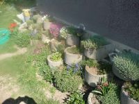 dvorska_panasonic_p1000087.jpg: 202k (2009-04-16 09:16)