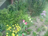 dvorska_panasonic_p1000098.jpg: 165k (2009-05-04 05:49)