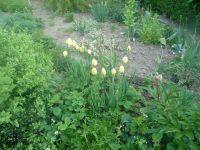 dvorska_panasonic_p1000104.jpg: 189k (2009-05-11 05:22)