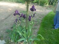 dvorska_panasonic_p1000110.jpg: 166k (2009-05-11 05:25)