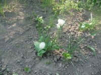 dvorska_panasonic_p1000116.jpg: 194k (2009-05-11 05:27)