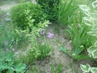 dvorska_panasonic_p1000118.jpg: 173k (2009-05-11 05:28)