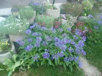 dvorska_panasonic_p1000121.jpg: 156k (2009-05-11 05:30)