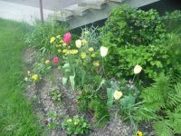 dvorska_panasonic_p1000122.jpg: 210k (2009-05-11 05:31)