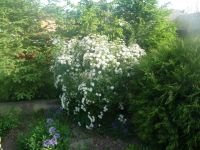 dvorska_panasonic_p1000124.jpg: 181k (2009-05-11 05:32)