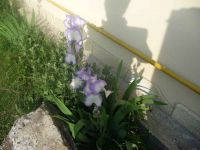 dvorska_panasonic_p1000131.jpg: 127k (2009-05-11 05:38)