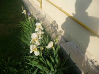 dvorska_panasonic_p1000132.jpg: 116k (2009-05-11 05:38)