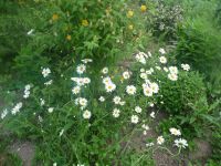 dvorska_panasonic_p1000135.jpg: 163k (2009-05-18 04:03)