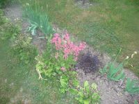 dvorska_panasonic_p1000137.jpg: 187k (2009-05-18 04:04)