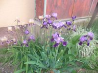 dvorska_panasonic_p1000140.jpg: 150k (2009-05-18 04:06)