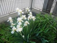 dvorska_panasonic_p1000141.jpg: 134k (2009-05-18 04:07)