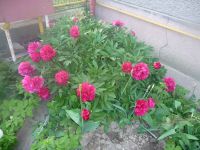 dvorska_panasonic_p1000142.jpg: 155k (2009-05-18 04:07)