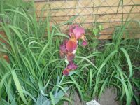 dvorska_panasonic_p1000145.jpg: 165k (2009-05-18 04:09)