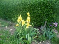 dvorska_panasonic_p1000146.jpg: 169k (2009-05-18 04:10)