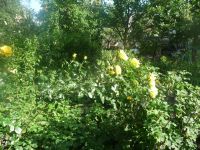 dvorska_panasonic_p1000147.jpg: 228k (2009-05-28 06:06)