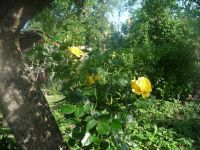 dvorska_panasonic_p1000148.jpg: 217k (2009-05-28 06:06)