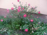 dvorska_panasonic_p1000150.jpg: 150k (2009-05-29 04:18)