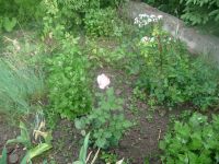 dvorska_panasonic_p1000158.jpg: 183k (2009-05-29 04:25)