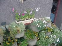 dvorska_panasonic_p1000160.jpg: 181k (2009-05-29 04:26)