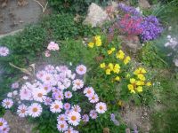 dvorska_panasonic_p1000162.jpg: 193k (2009-06-05 04:56)