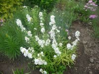 dvorska_panasonic_p1000164.jpg: 183k (2009-06-05 04:57)