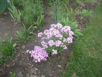 dvorska_panasonic_p1000165.jpg: 182k (2009-06-05 04:57)