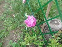 dvorska_panasonic_p1000166.jpg: 150k (2009-06-05 04:57)