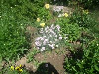 dvorska_panasonic_p1000169.jpg: 224k (2009-06-08 08:39)