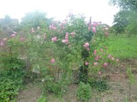 dvorska_panasonic_p1000179.jpg: 183k (2009-06-10 06:57)