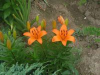 dvorska_panasonic_p1000180.jpg: 141k (2009-06-10 06:59)