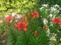 dvorska_panasonic_p1000181.jpg: 193k (2009-06-10 06:59)