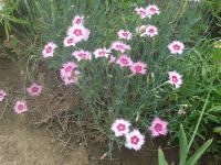 dvorska_panasonic_p1000182.jpg: 193k (2009-06-10 07:00)