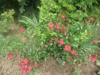 dvorska_panasonic_p1000191.jpg: 205k (2009-06-13 09:09)