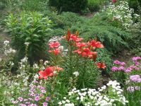 dvorska_panasonic_p1000193.jpg: 245k (2009-06-13 09:11)