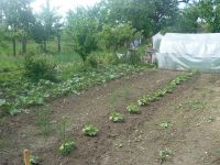 dvorska_panasonic_p1000194.jpg: 215k (2009-06-13 09:11)