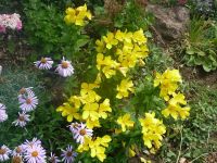 dvorska_panasonic_p1000196.jpg: 210k (2009-06-13 09:13)