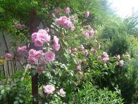 dvorska_panasonic_p1000198.jpg: 203k (2009-06-13 09:14)