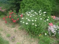 dvorska_panasonic_p1000202.jpg: 198k (2009-06-19 09:46)