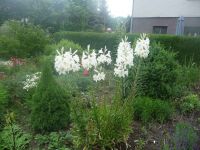 dvorska_panasonic_p1000207.jpg: 176k (2009-06-22 05:40)