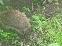 dvorska_panasonic_p1000213.jpg: 145k (2009-06-22 08:08)