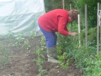 dvorska_panasonic_p1000214.jpg: 113k (2009-06-22 08:10)