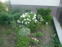 dvorska_panasonic_p1000216.jpg: 190k (2009-06-25 14:18)