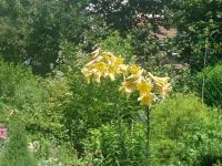 dvorska_panasonic_p1000262.jpg: 237k (2009-07-06 09:25)