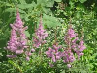 dvorska_panasonic_p1000263.jpg: 192k (2009-07-06 09:25)