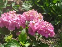 dvorska_panasonic_p1000264.jpg: 148k (2011-05-22 17:41)