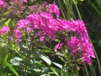 dvorska_panasonic_p1000265.jpg: 155k (2009-07-06 09:28)